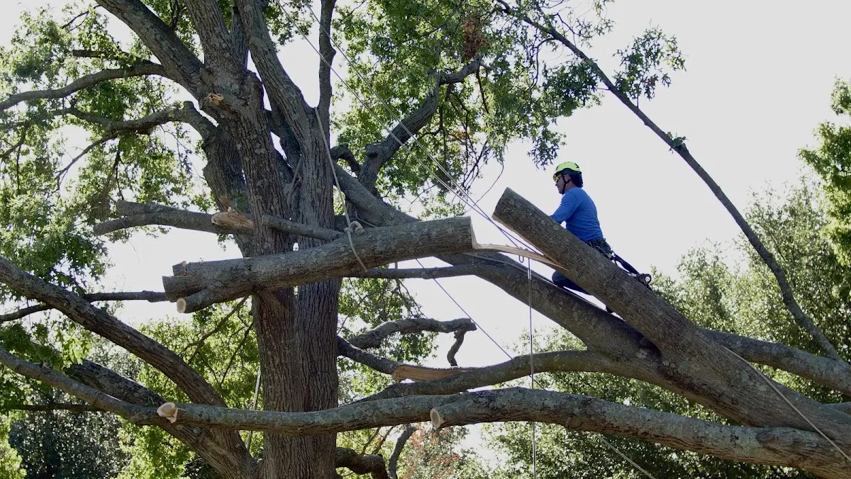 Professional Hazardous Tree Removal performed by certified arborists in Cannon Ball