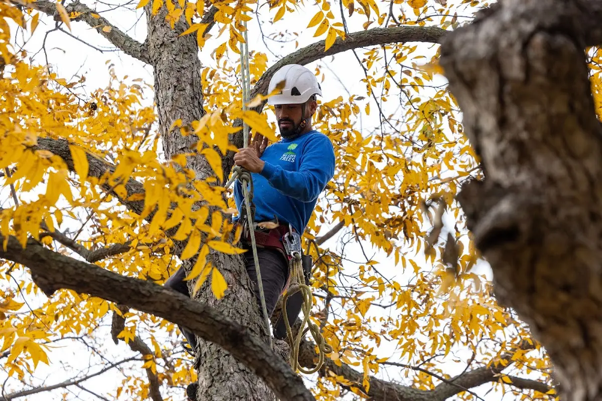 Skilled Tree Transplanting crew working in Cannon Ball
